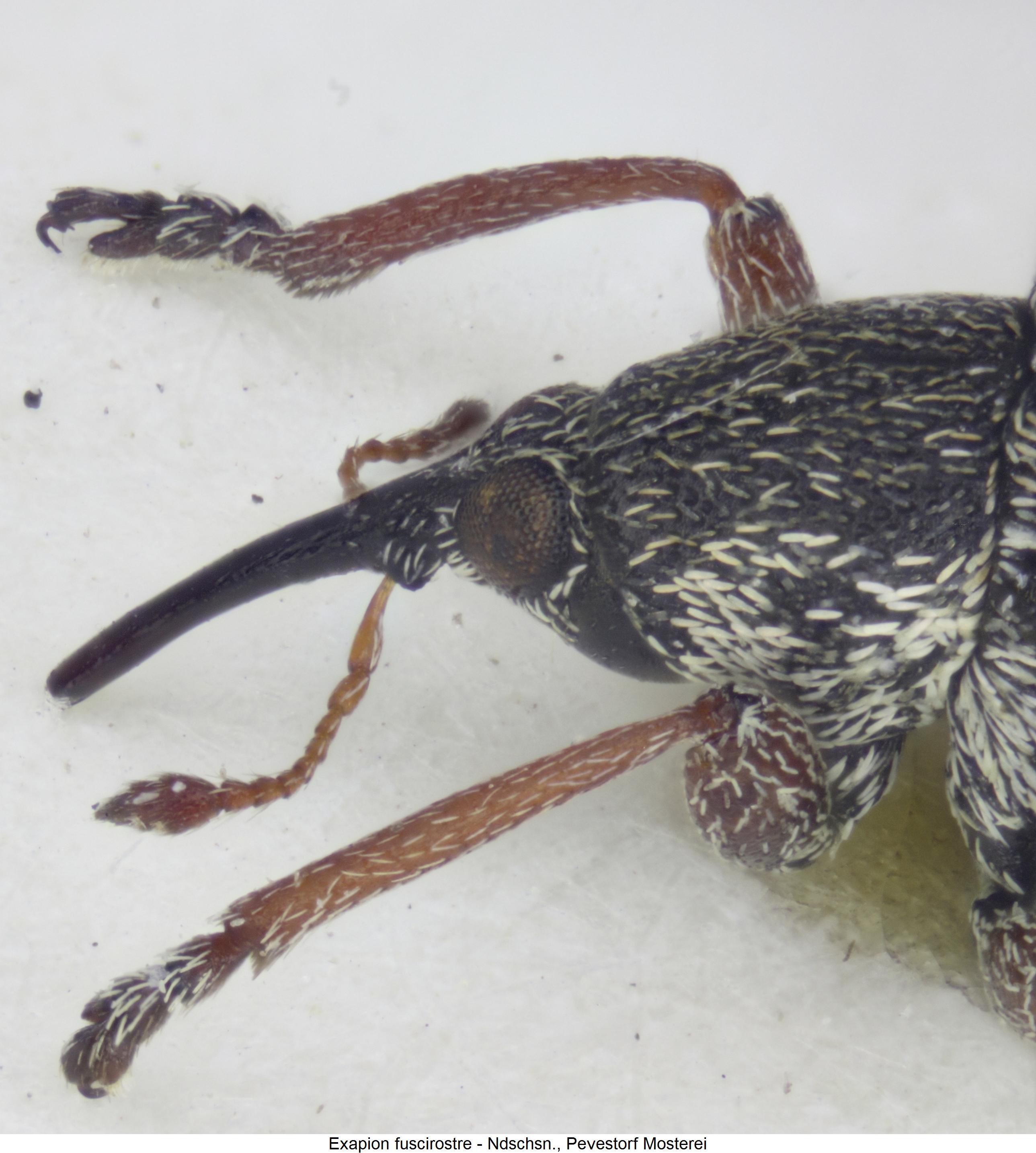 exapion_fuscirostre_vk.jpg