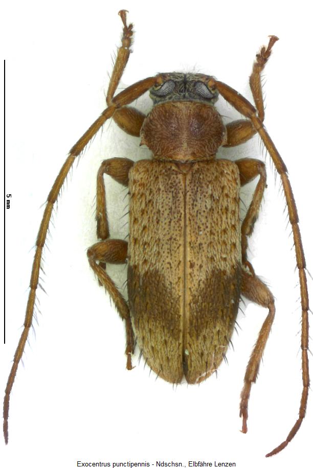exocentrus_punctipennis_hab.jpg