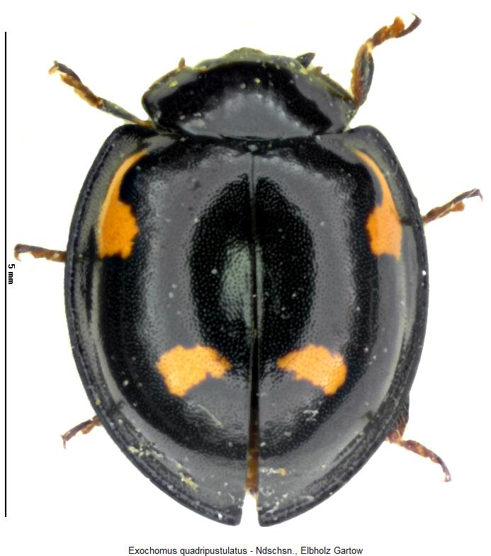 exochomus_quadripustulatus_hab.jpg
