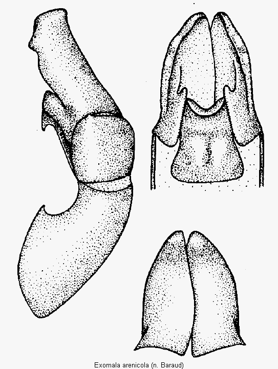 exomala_arenicola.gif