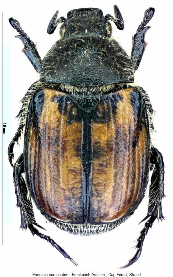exomala_campestris_hab.jpg