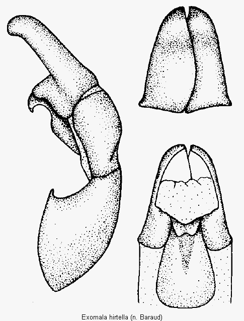 exomala_hirtella.gif