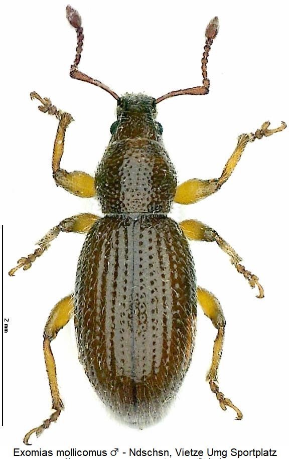 exomias_mollicomus_hab.jpg