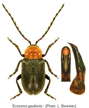 exosoma_gaudionis_hab.jpg