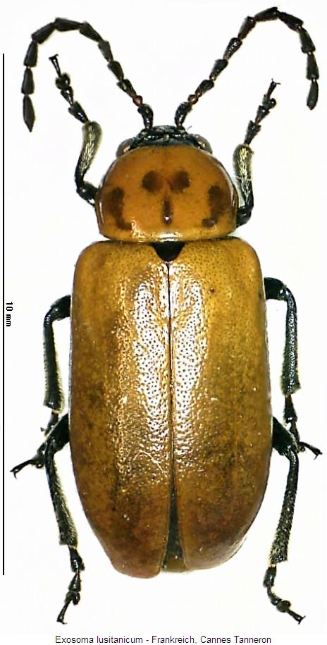 exosoma_lusitanicum_hab.jpg