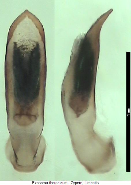 exosoma_thoracicum.jpg