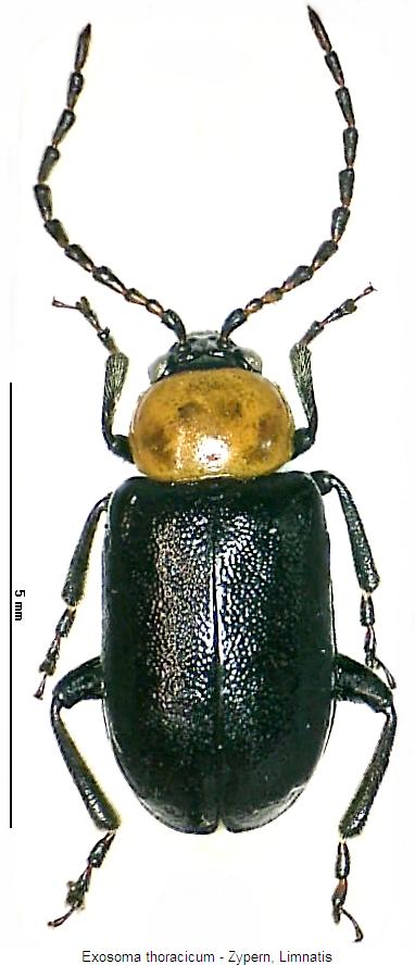 exosoma_thoracicum_hab.jpg