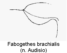 fabogethes_brachialis_hbr.gif