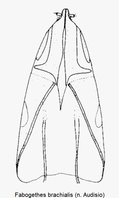 fabogethes_brachialis_ovi.gif