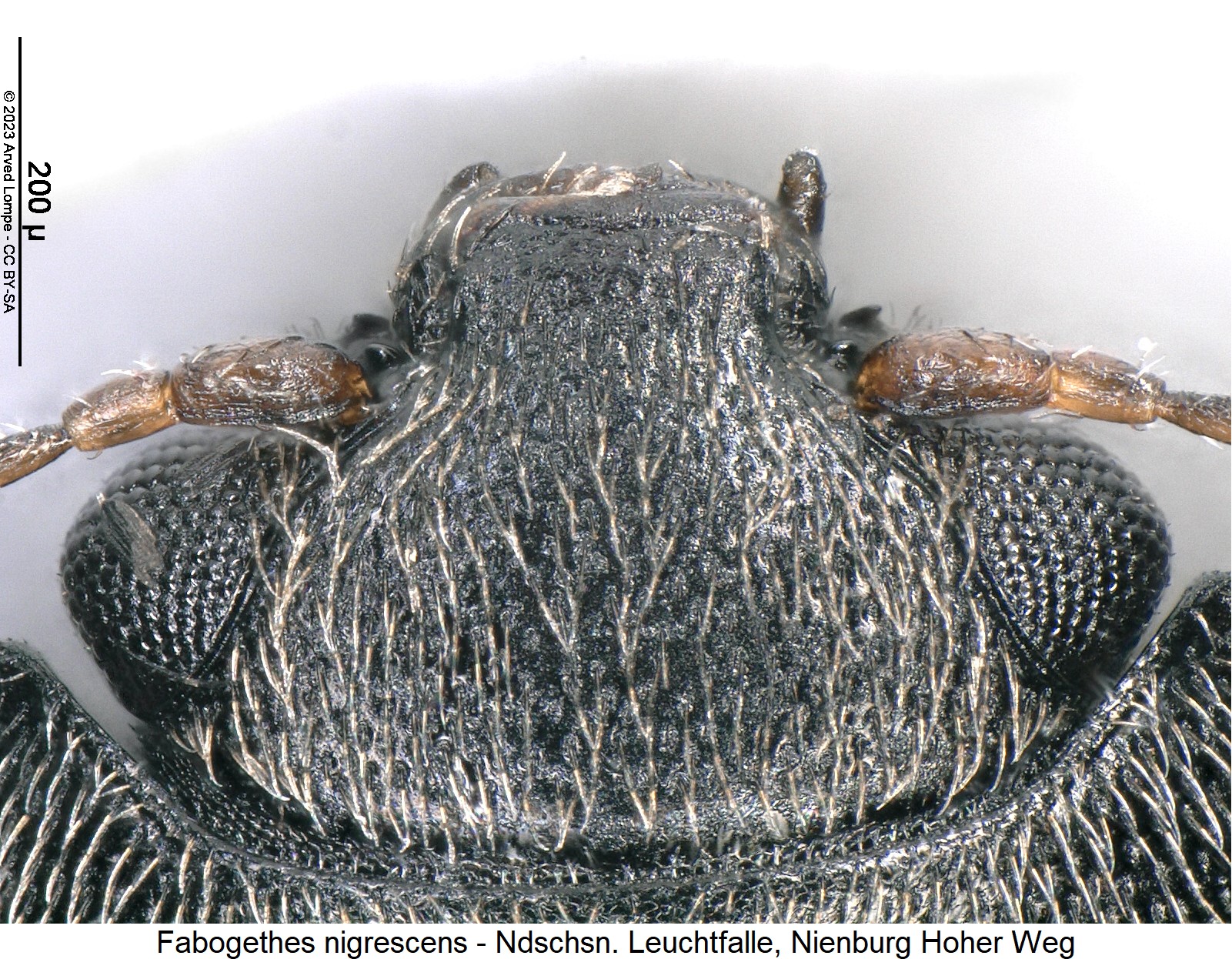 fabogethes_nigrescens_k.jpg
