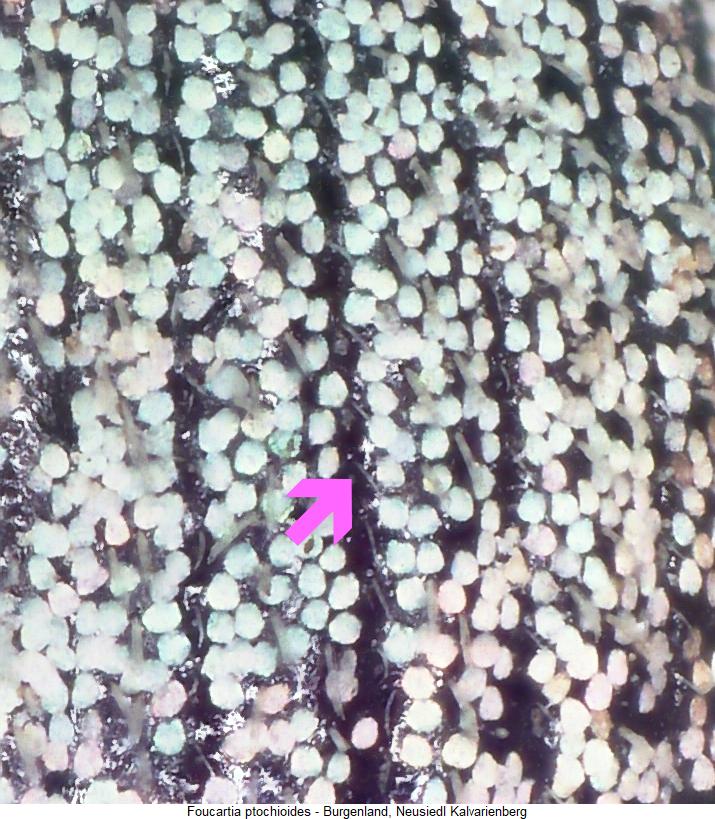foucartia_ptochioides_fld.jpg