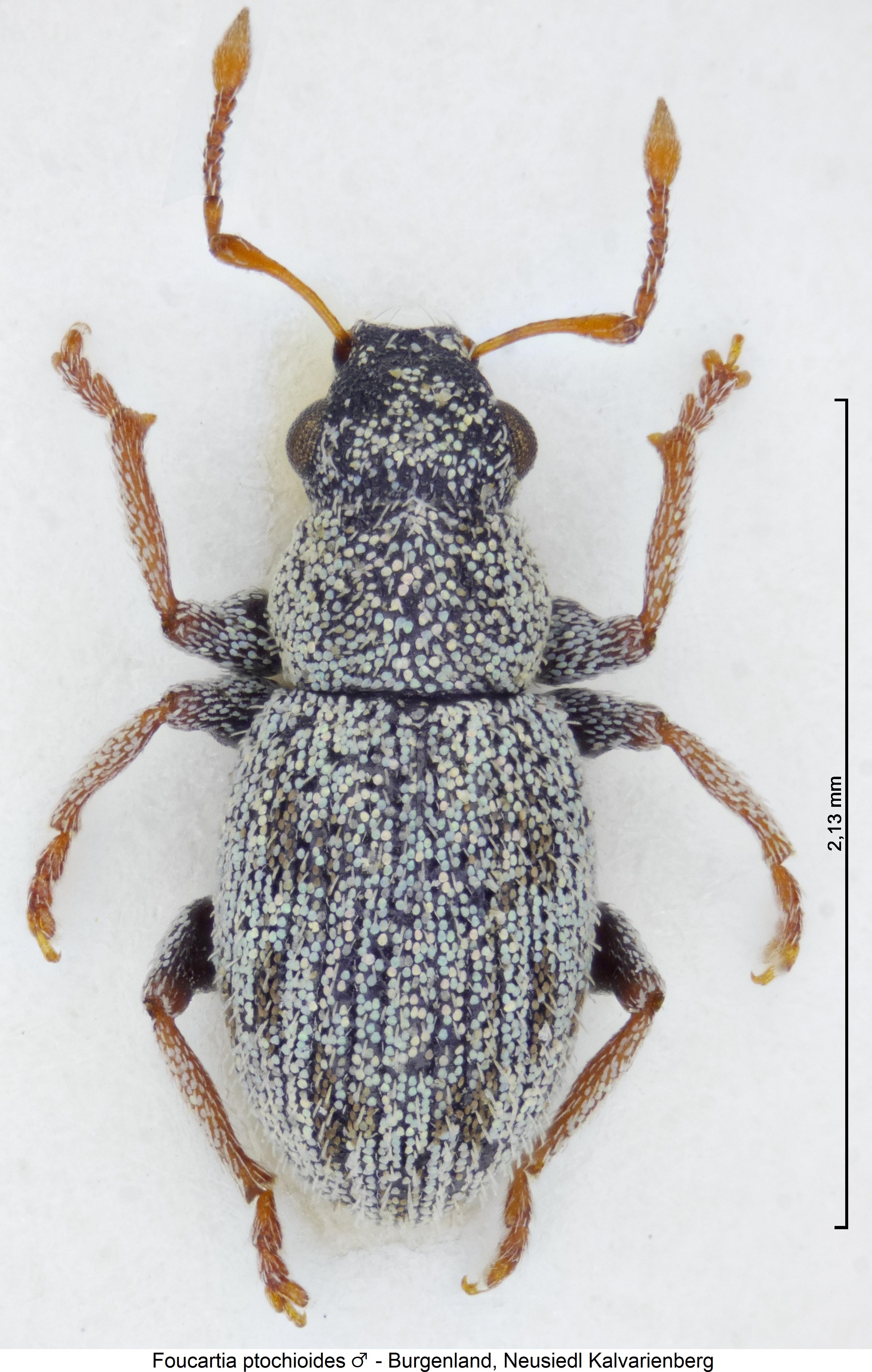 foucartia_ptochioides_hab2.jpg