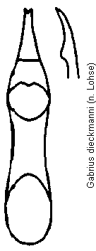 gabrius_dieckmanni.gif