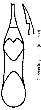 gabrius_keysianus.gif