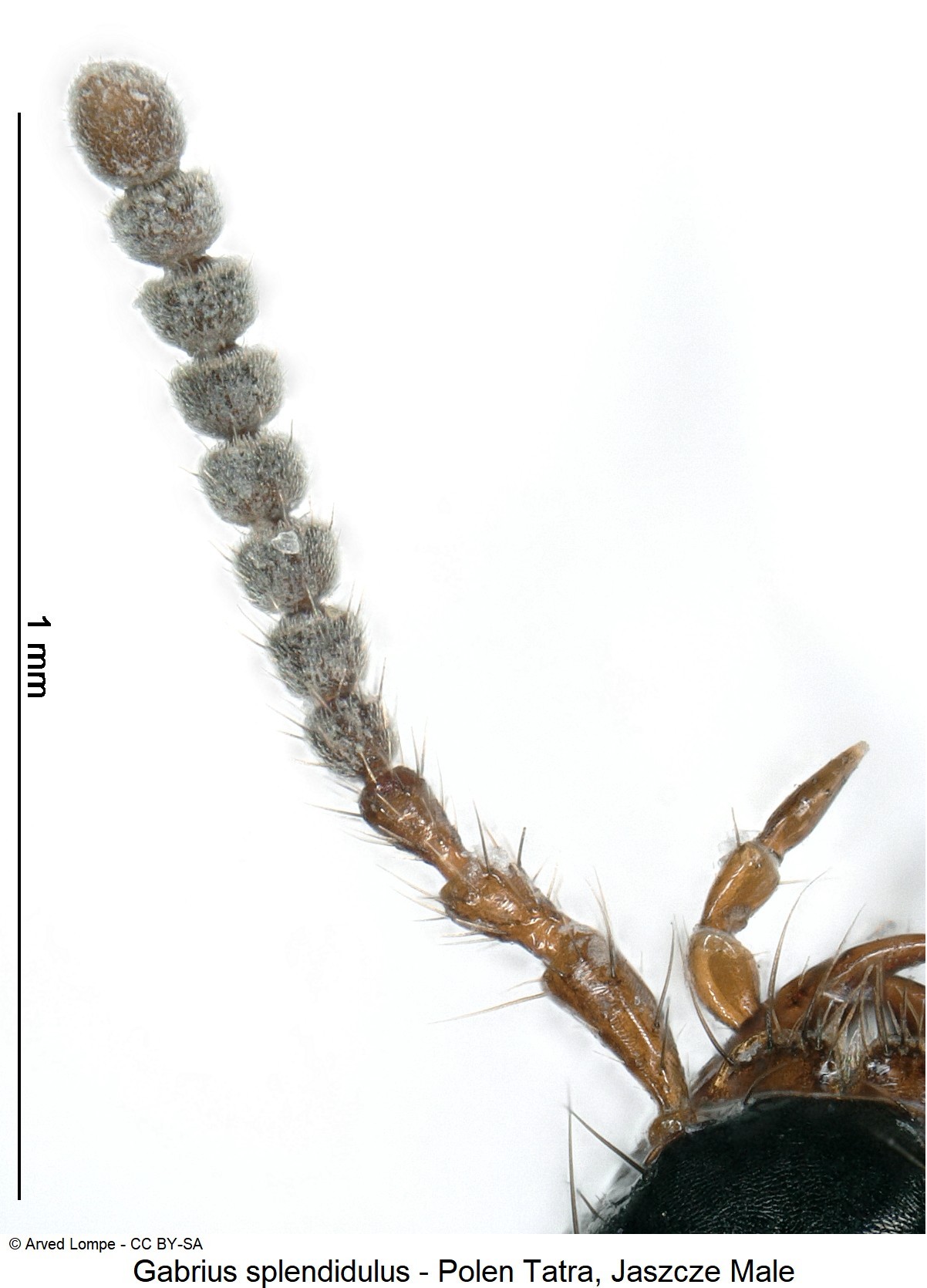 gabrius_splendidulus_ck34585946_f.jpg