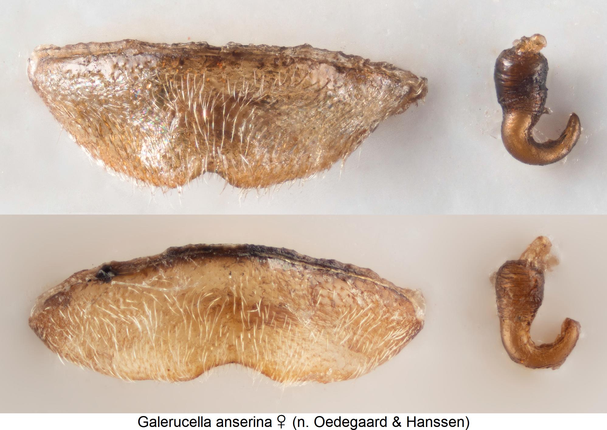 galerucella_anserina_w_ster.jpg