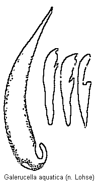 galerucella_aquatica.gif