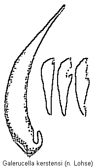 galerucella_kerstensi.gif