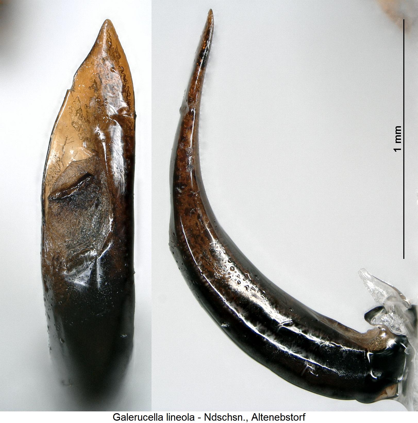 galerucella_lineola1.jpg