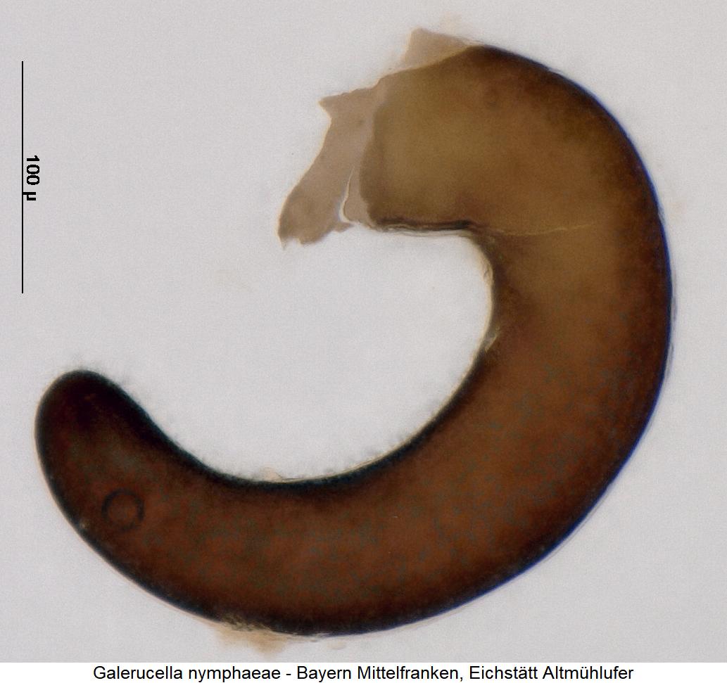 galerucella_nymphaeae_sperm.jpg