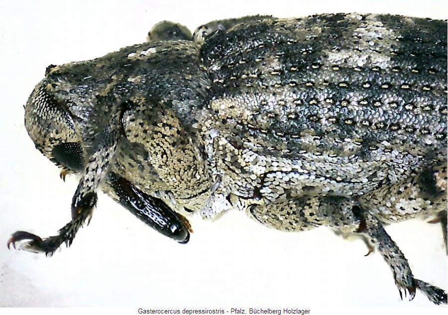 gasterocercus_depressirostris_sa.jpg