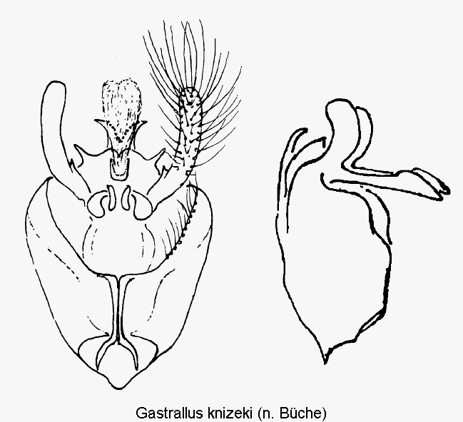 gastrallus_knizeki.gif