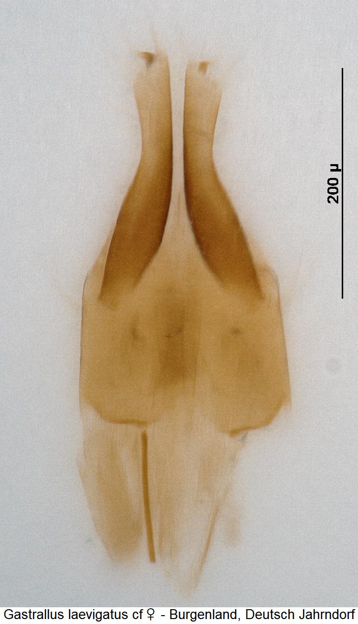 gastrallus_laevigatus_cf_ovi.jpg