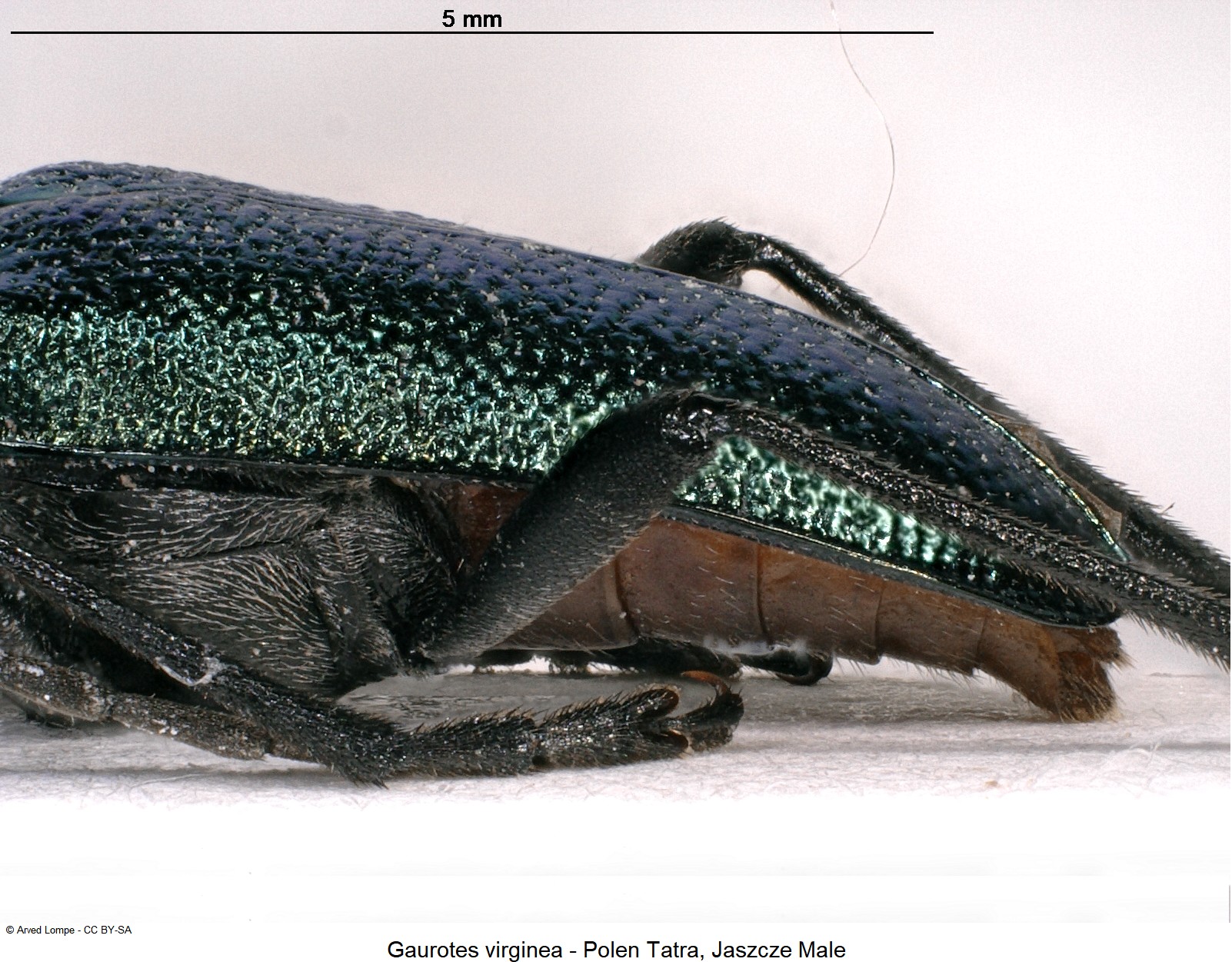 gaurotes_virginea_sa.jpg