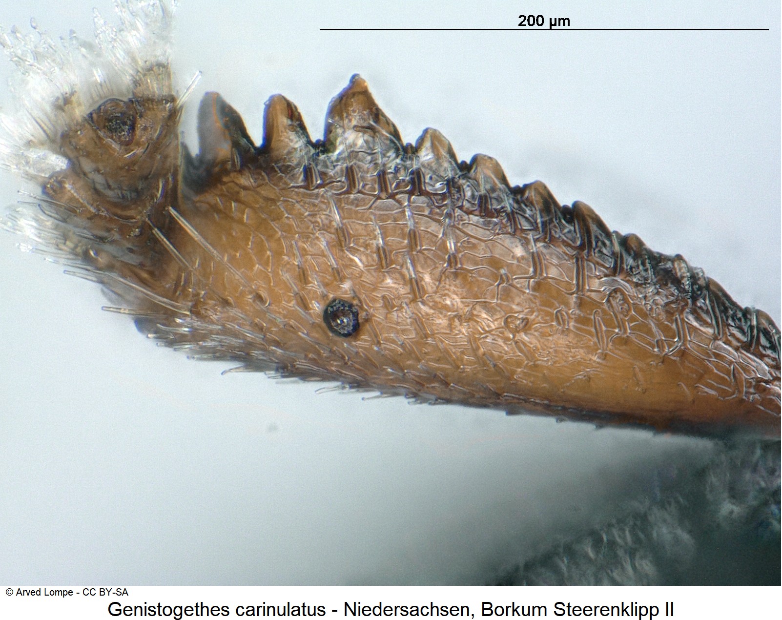 genistogethes_carinulatus_ck33132731_vschn.jpg