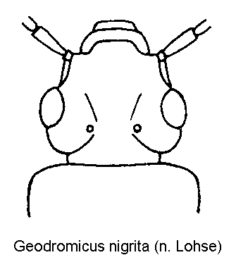 geodromicus_nigrita_k.gif