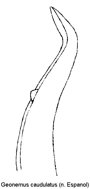 geonemus_caudulatus.gif