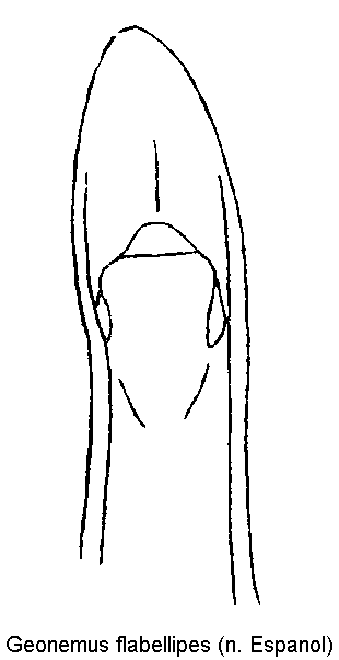 geonemus_flabellipes.gif