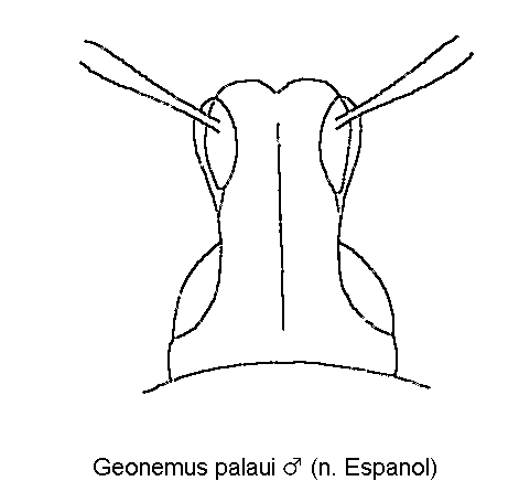 geonemus_palaui_k.gif