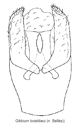 gibbium_boieldieui.gif