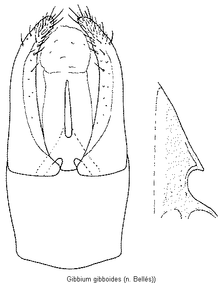 gibbium_gibboides.gif