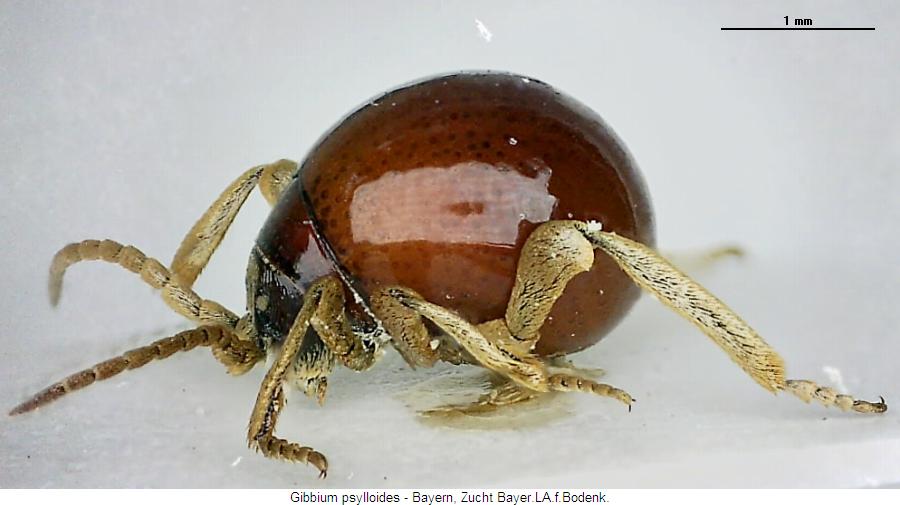 gibbium_psylloides_sa.jpg
