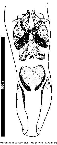 glischrochilus_fasciatus_flag.gif