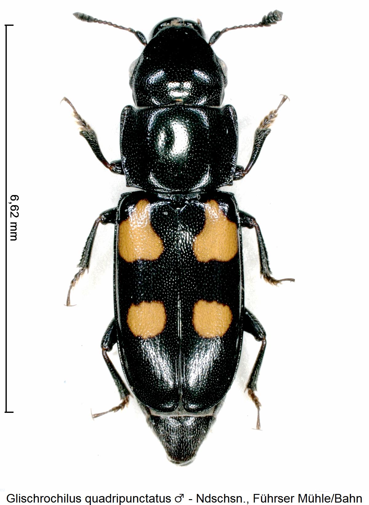 glischrochilus_quadripunctatus_m_hab.jpg