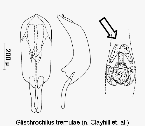 glischrochilus_tremulae.gif