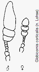 globicornis_corticalis_f.gif