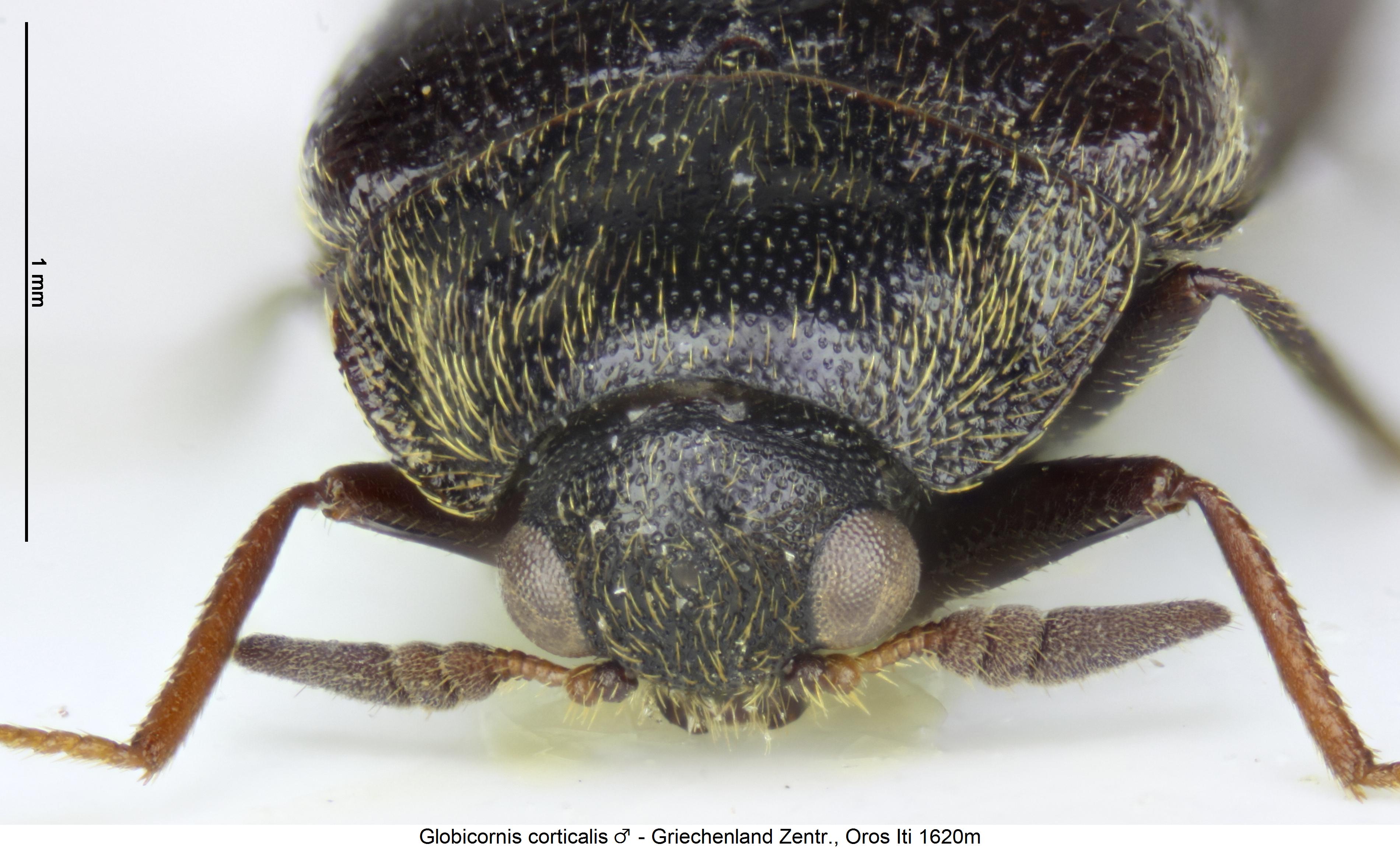 globicornis_corticalis_vk.jpg