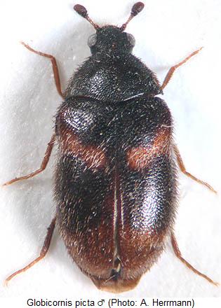 globicornis_picta_hab.jpg
