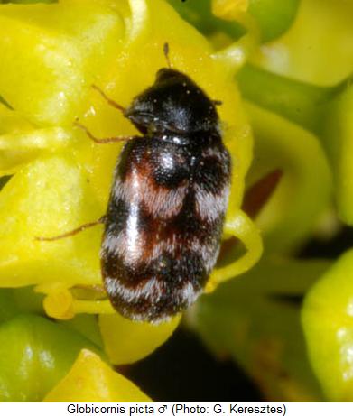 globicornis_picta_hab1.jpg