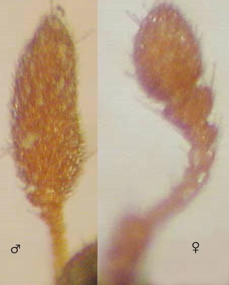 globicornis_quadrinaeva_f.jpg