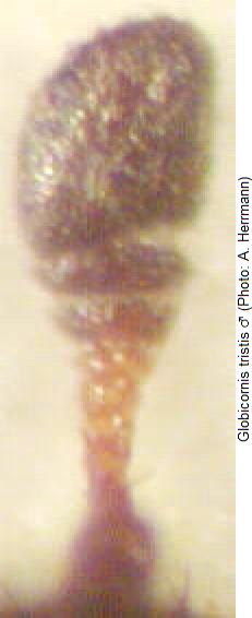 globicornis_tristis_f.jpg