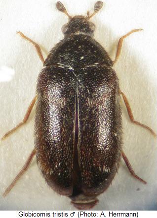 globicornis_tristis_hab.jpg