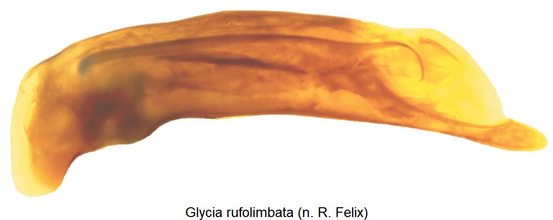 glycia_rufolimbata.jpg
