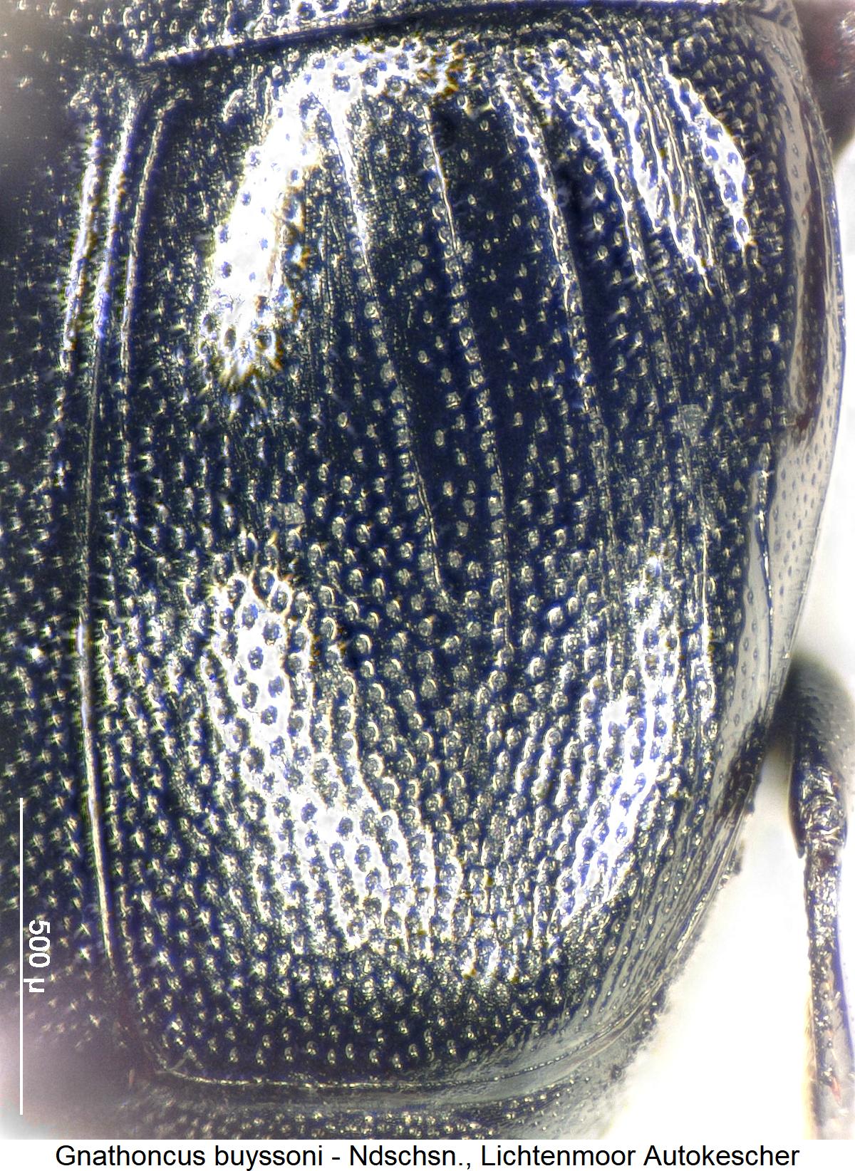 gnathoncus_buyssoni_fld.jpg