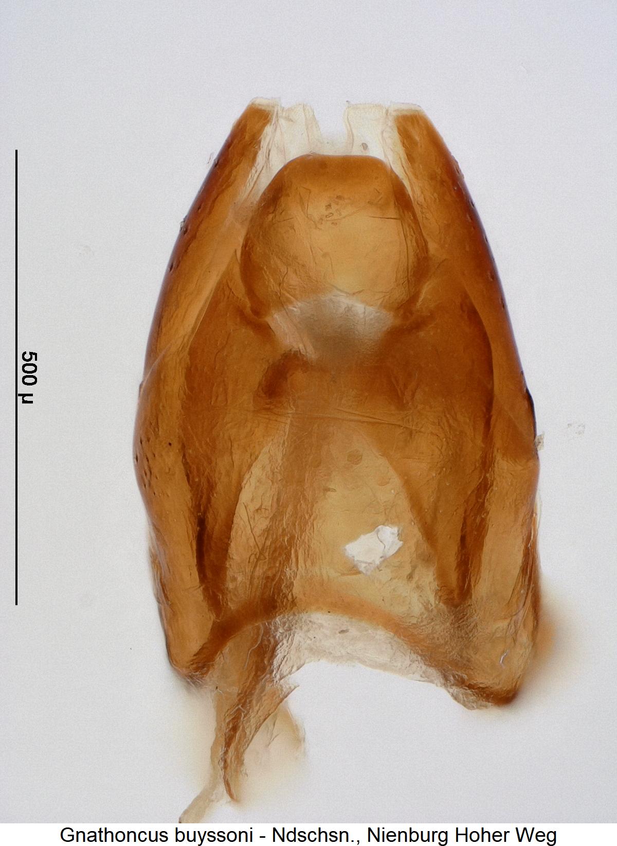 gnathoncus_buyssoni_ter1.jpg
