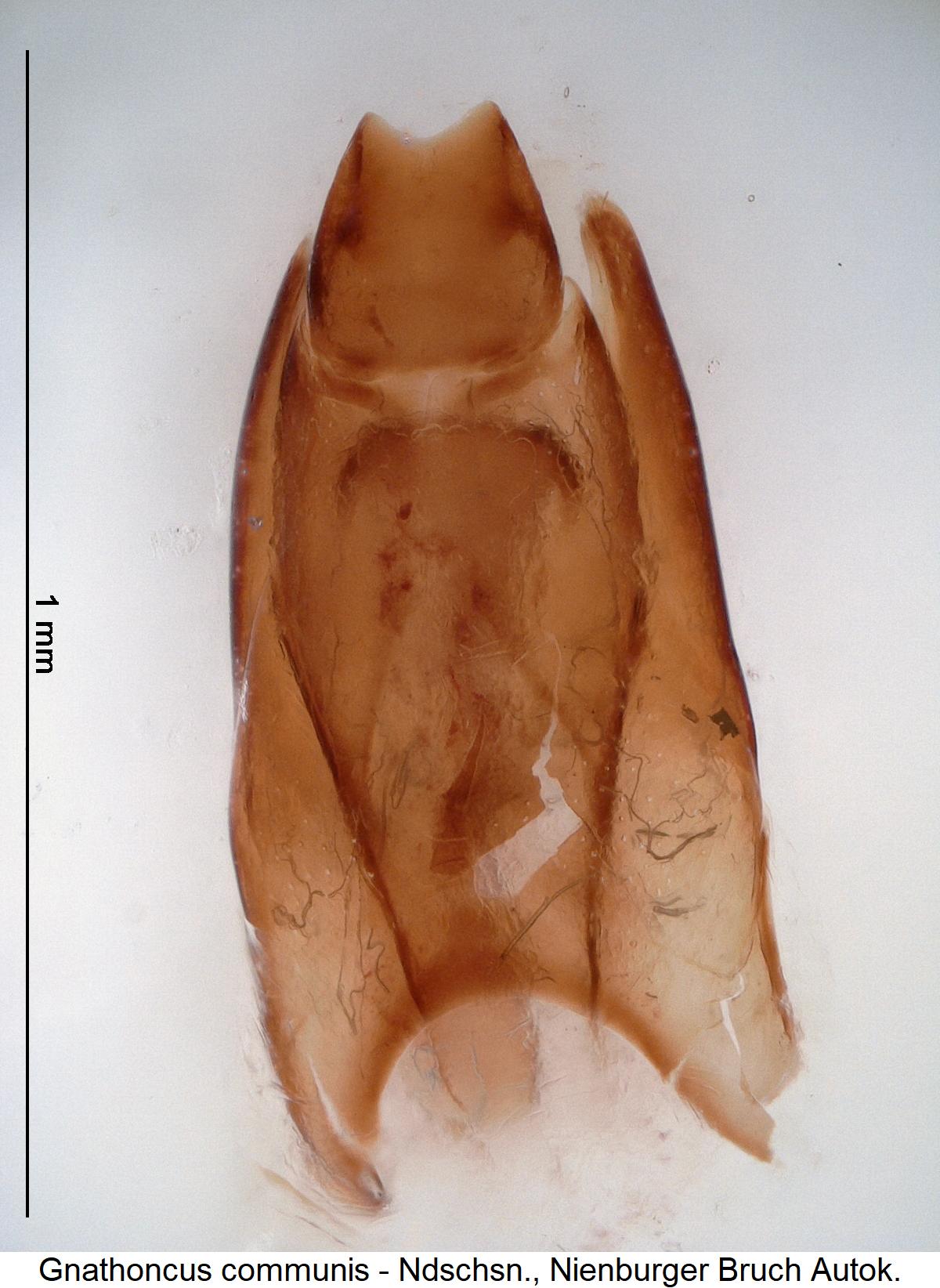 gnathoncus_communis_ter.jpg